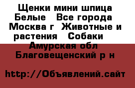 Щенки мини шпица Белые - Все города, Москва г. Животные и растения » Собаки   . Амурская обл.,Благовещенский р-н